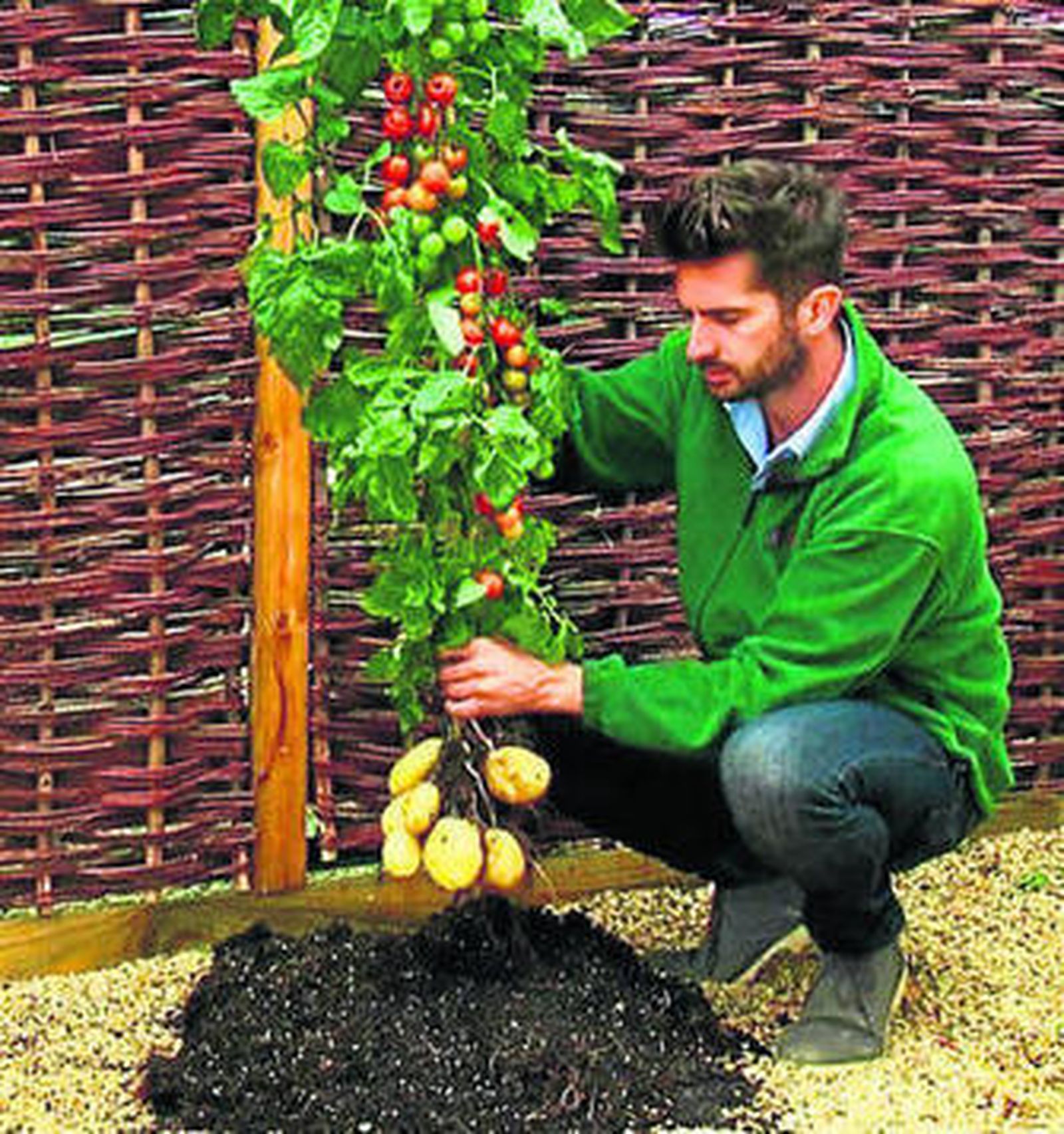 La empresa lanzó el TomTato (tomate-patata) en 2013.