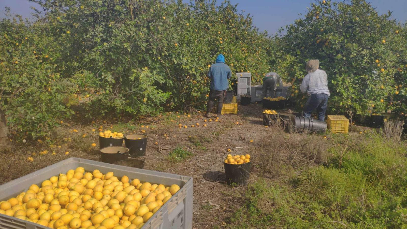 Agricultores en el campo.