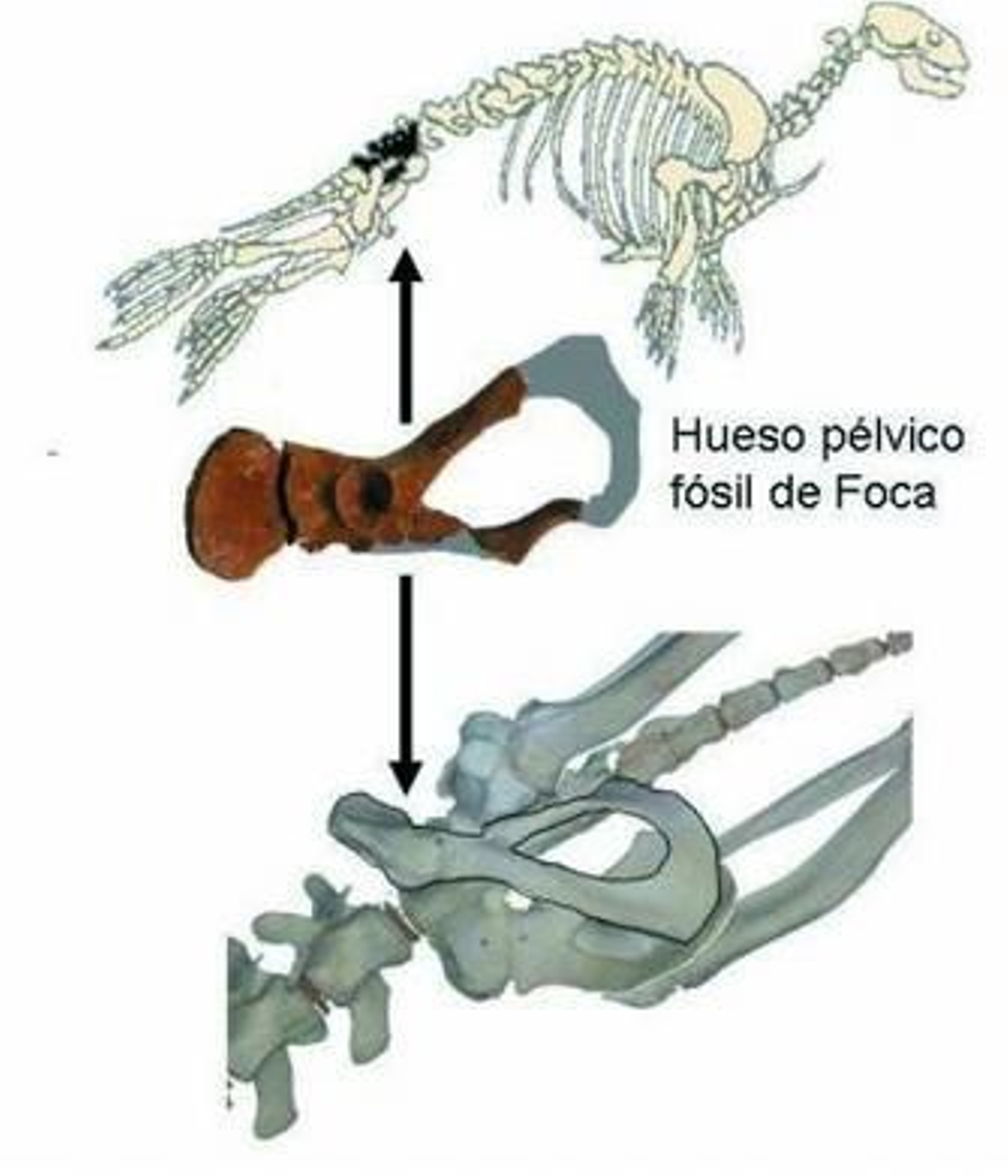 El esqueleto completo y el detalle de la pelvis de ejemplar de foca monge.