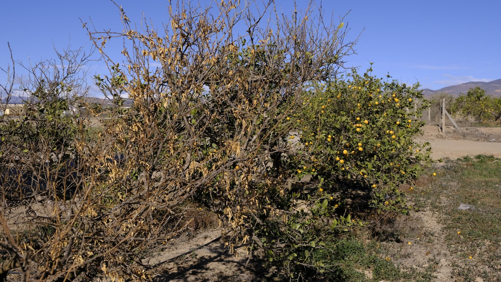 El abandono de cítricos en Huércal Overa, en imágenes