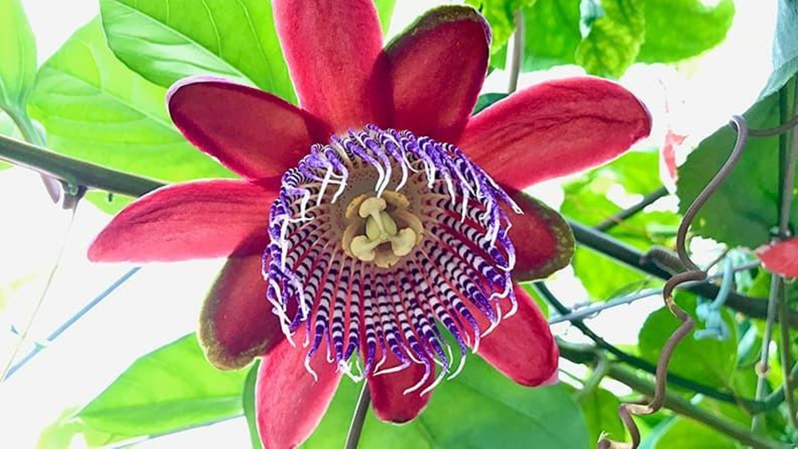 Flor de maracuyá dulce.