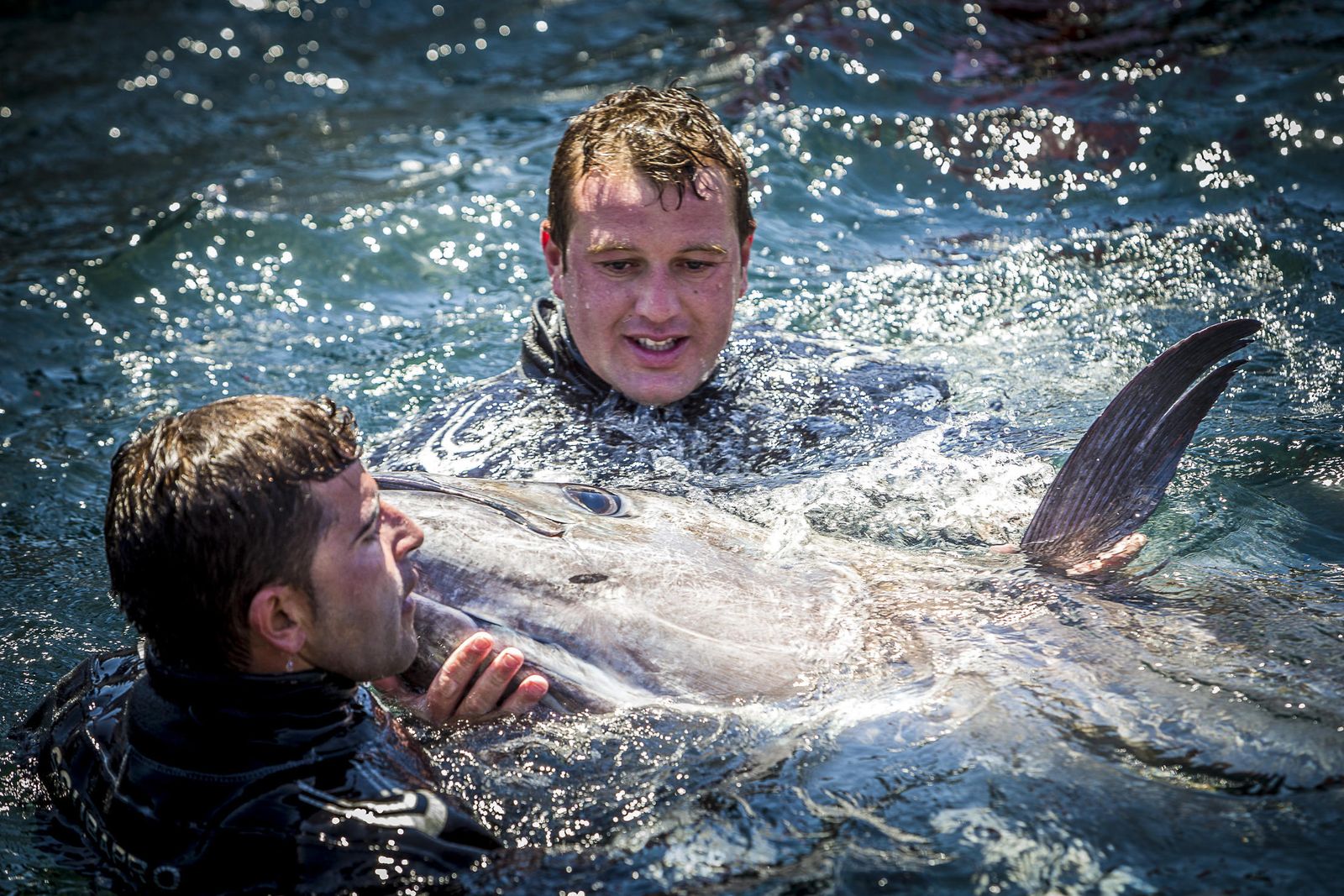 Unos copejeadores capturando un atún en la almadraba de Barbate.