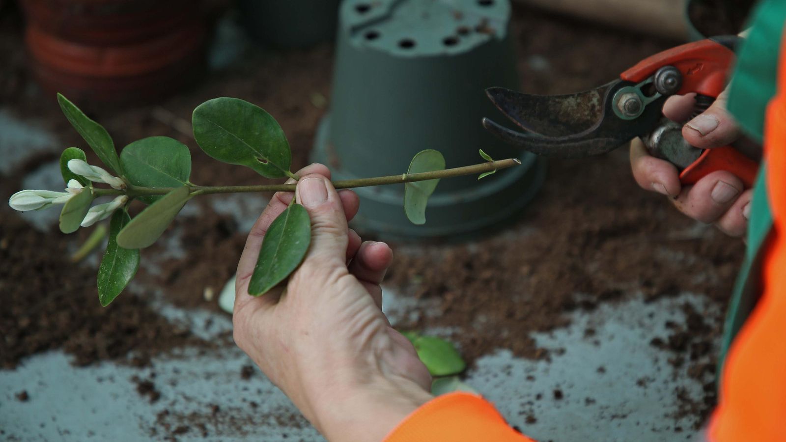 Una de las mesas de cultivo en el túnel de Huerta Grande.