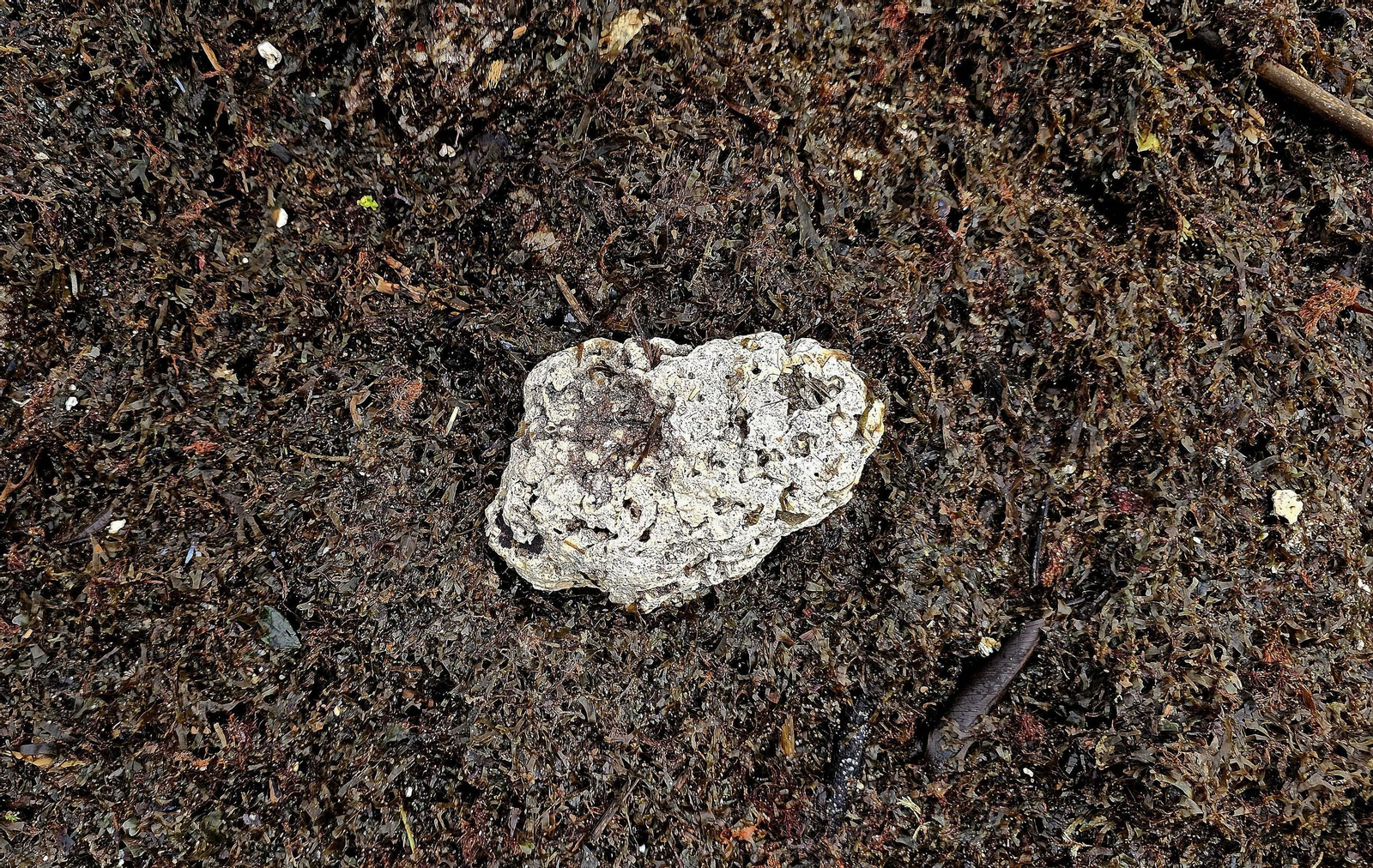 Fotos de la limpieza de las bolas blancas en la playa de Getares en Algeciras