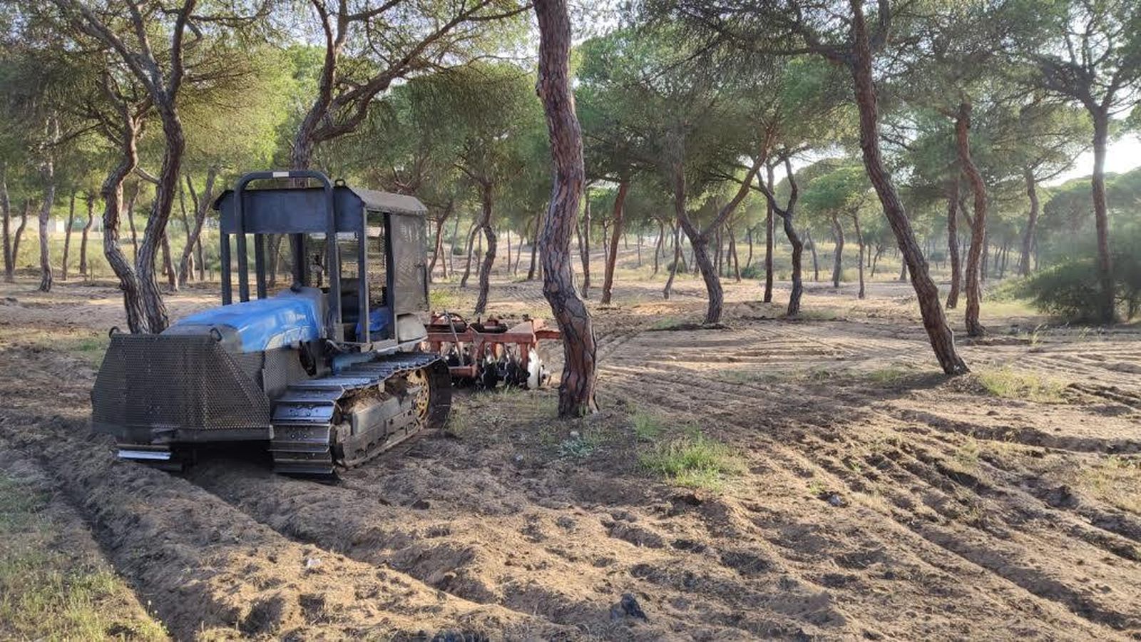 Trabajos Forestales en el monte público Campo Común de Abajo de Punta Umbría