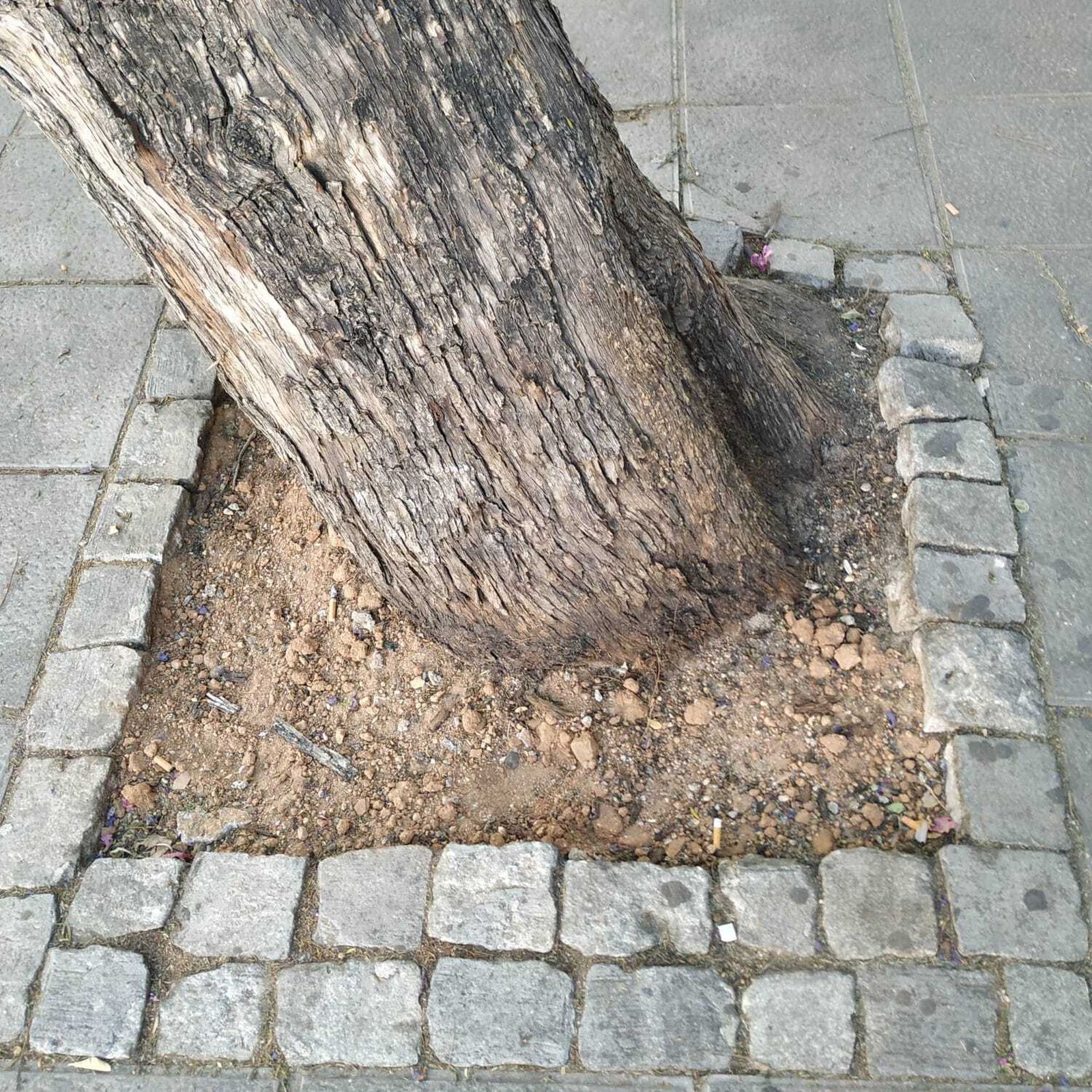 Detalle de la base del tronco del árbol: estaba ligeramente inclinado y había sido liberado de adoquines.