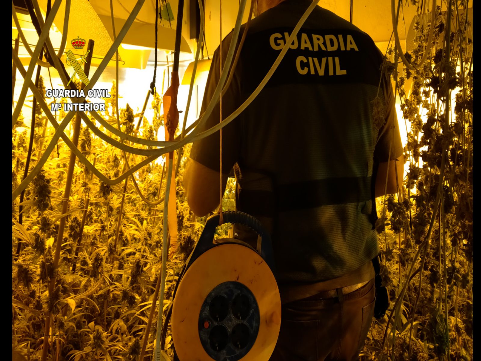 Plantación de marihuana desmantelada en Villa del Río.