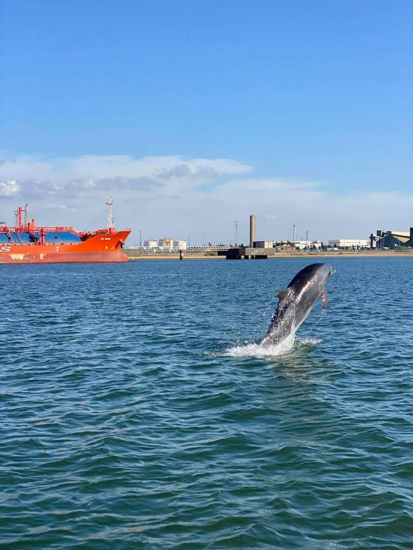 Avistamiento de delfines en la Punta del Sebo.