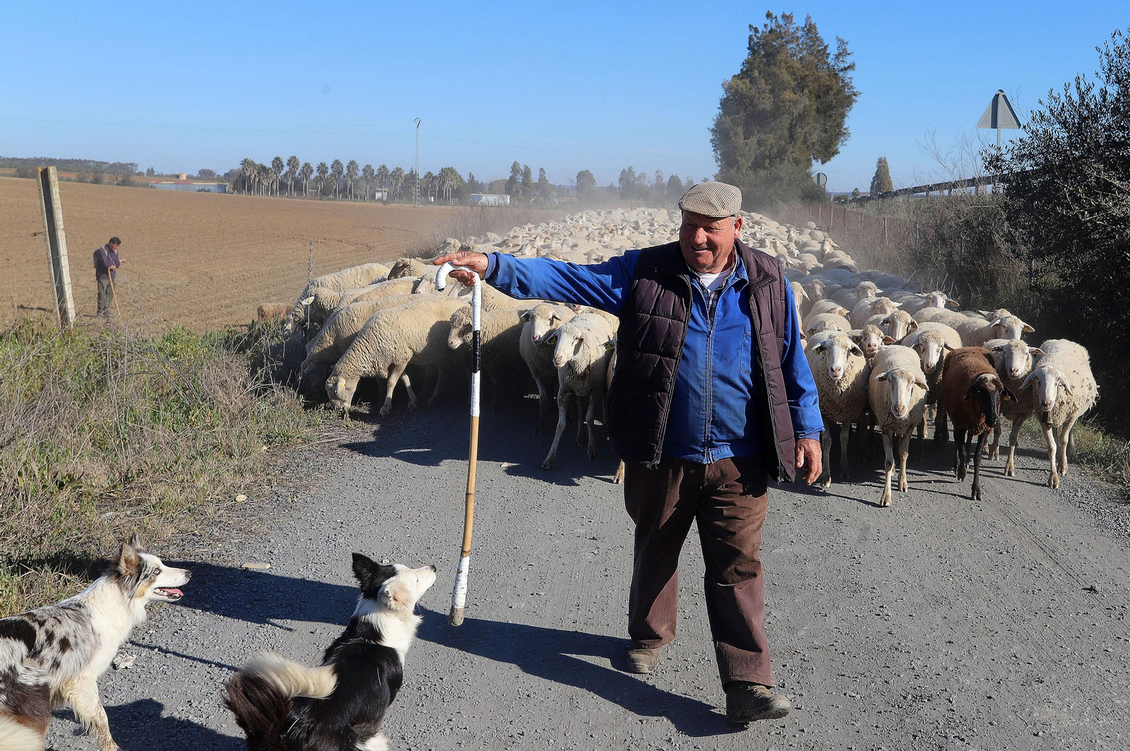 Imágenes del pastoreo de ovejas en Almonte