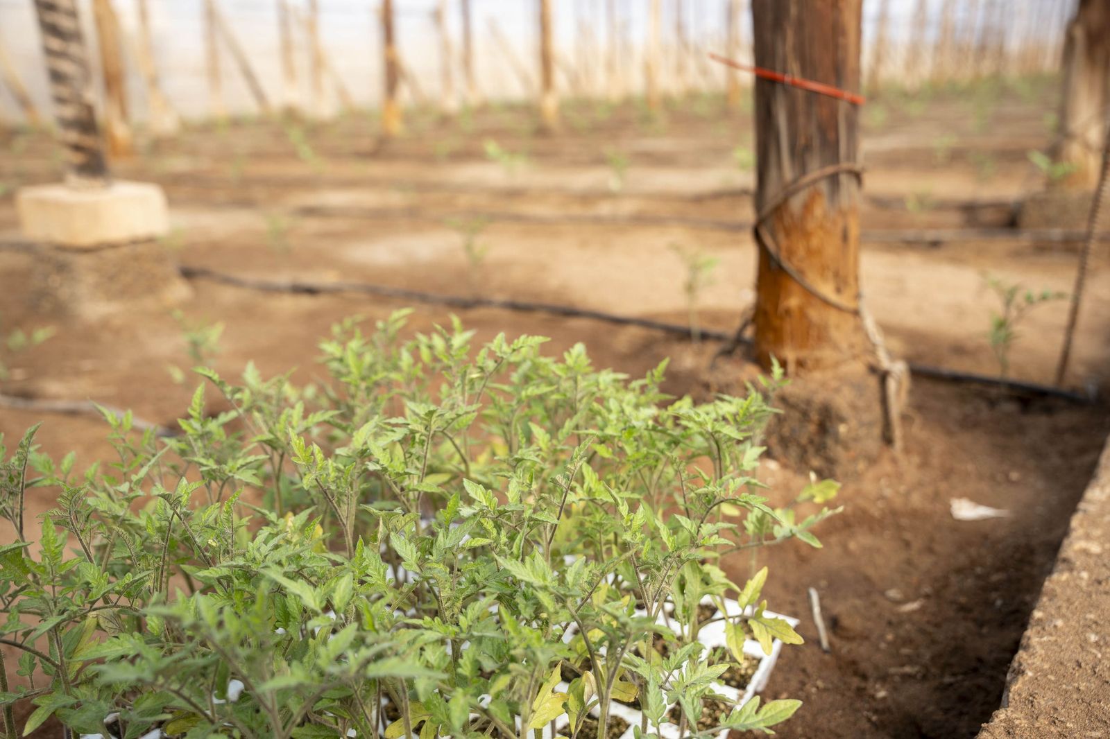 La primavera se planta en invierno entre sandías y tomates almerienses