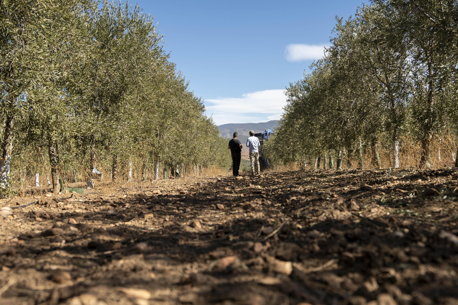 Os enseñamos como se hace el aceite en la almazara de Fiñana, en imágenes