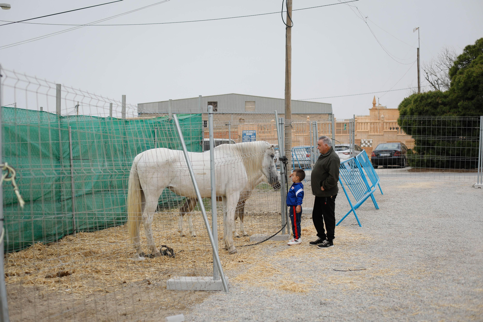 Galería de la Feria  de ganado en Tarambana