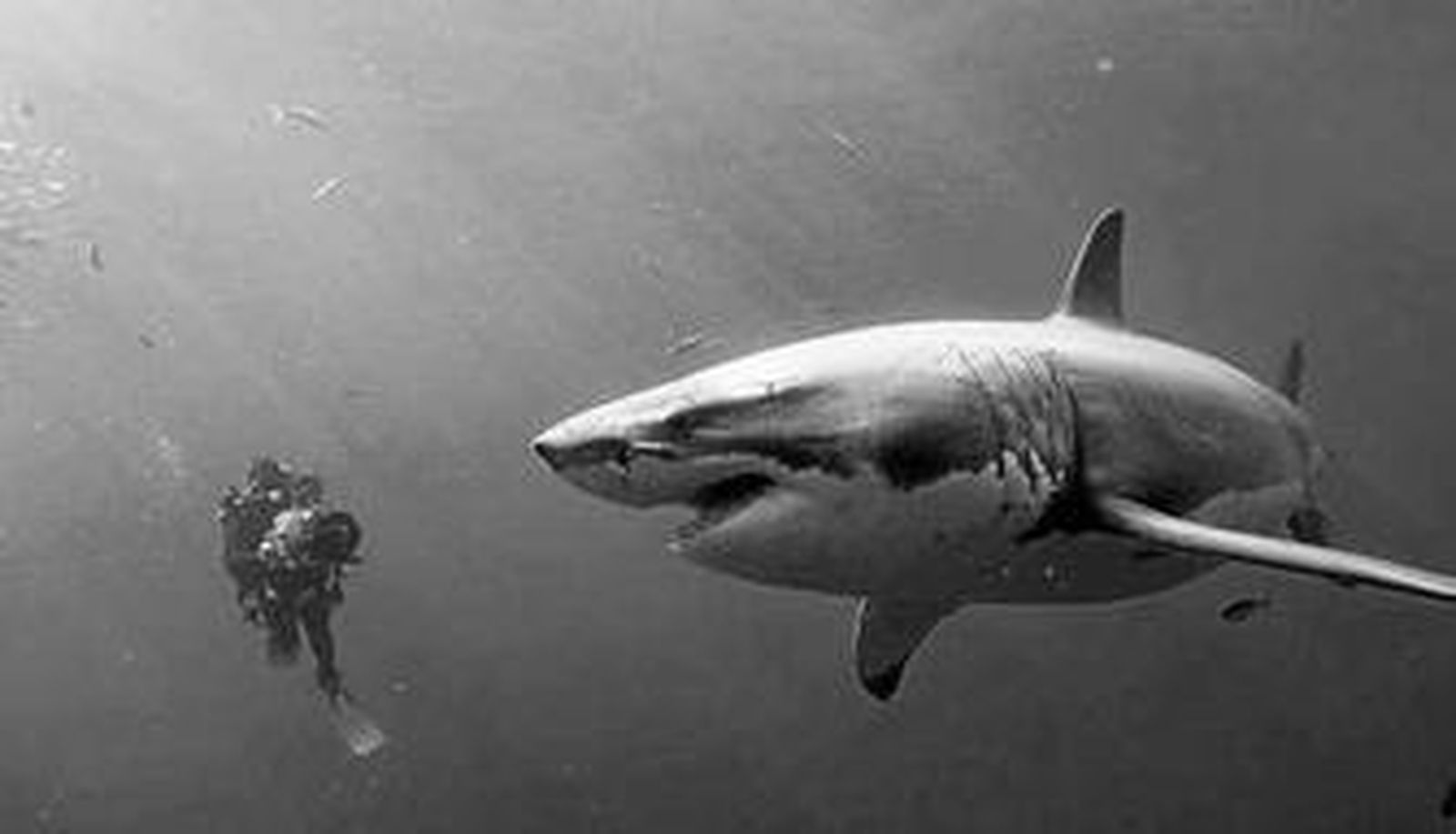 El mundo del silencio