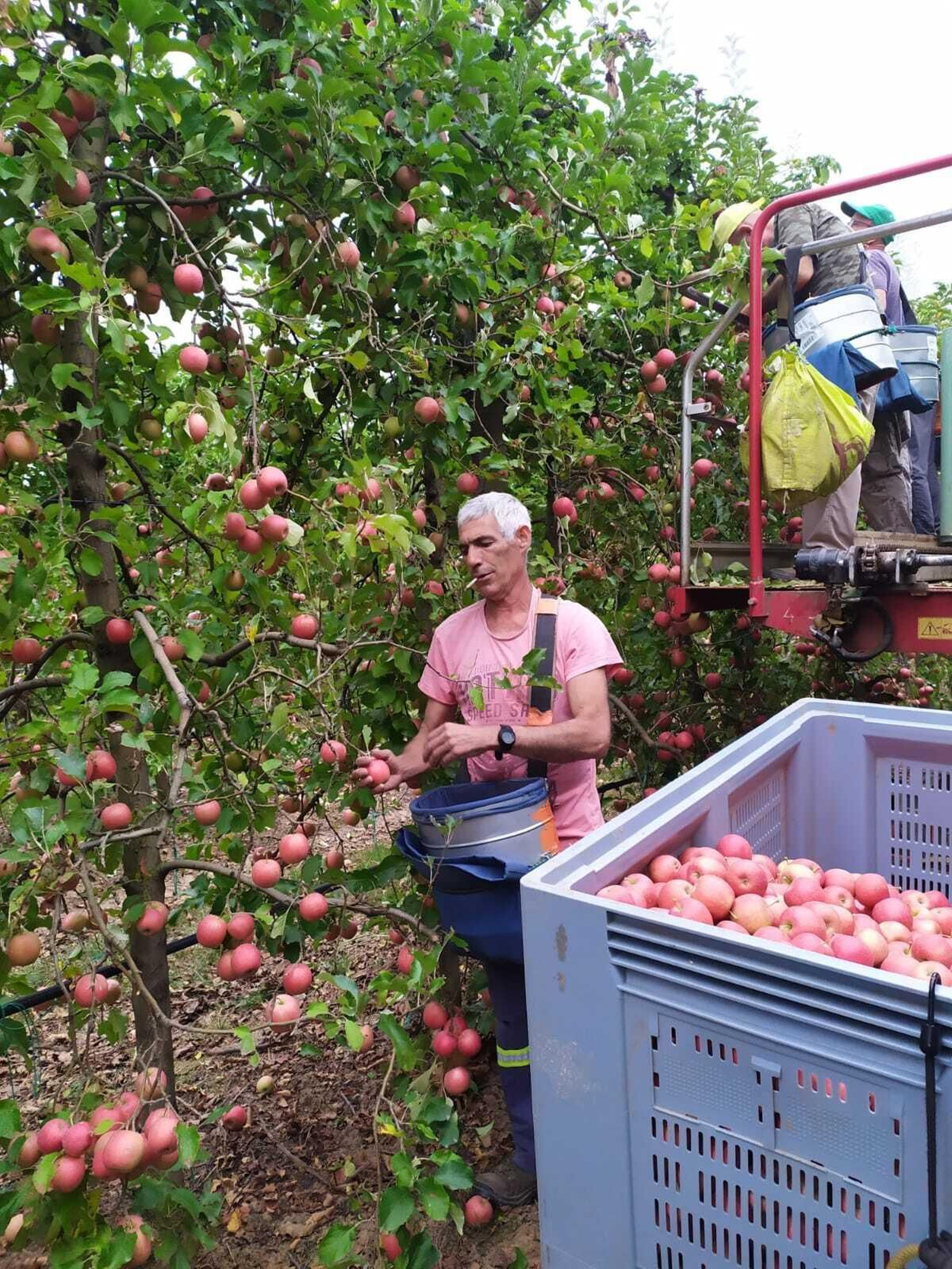 Un temporero recogiendo las manzanas en el tajo francés