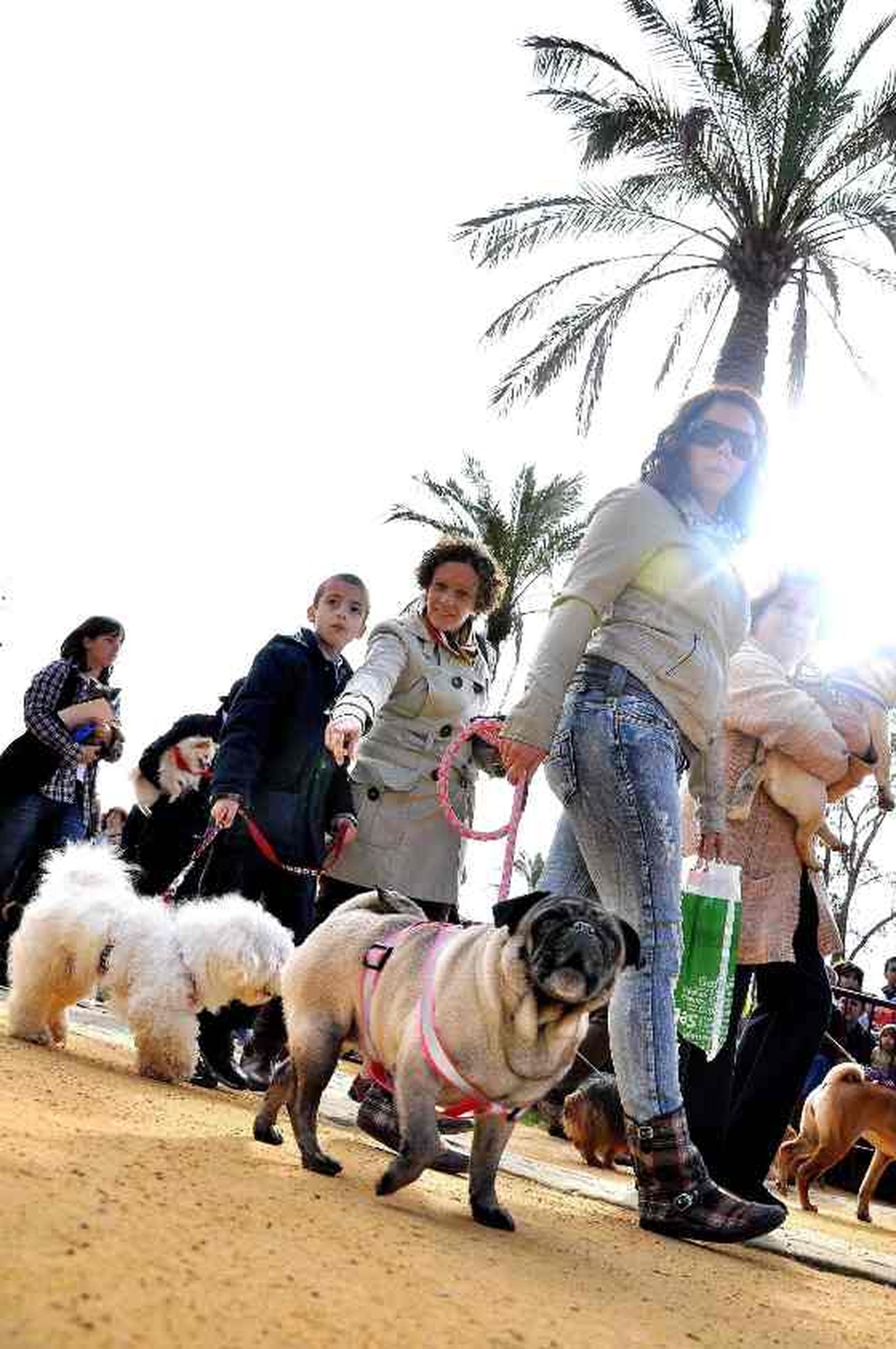 El parque González Hontoria acoge un año más la festividad de San Antón en el que los perros protagonizan la celebración pues de los 800 animales inscritos 600 eran canes.

Foto: Manu Garcia