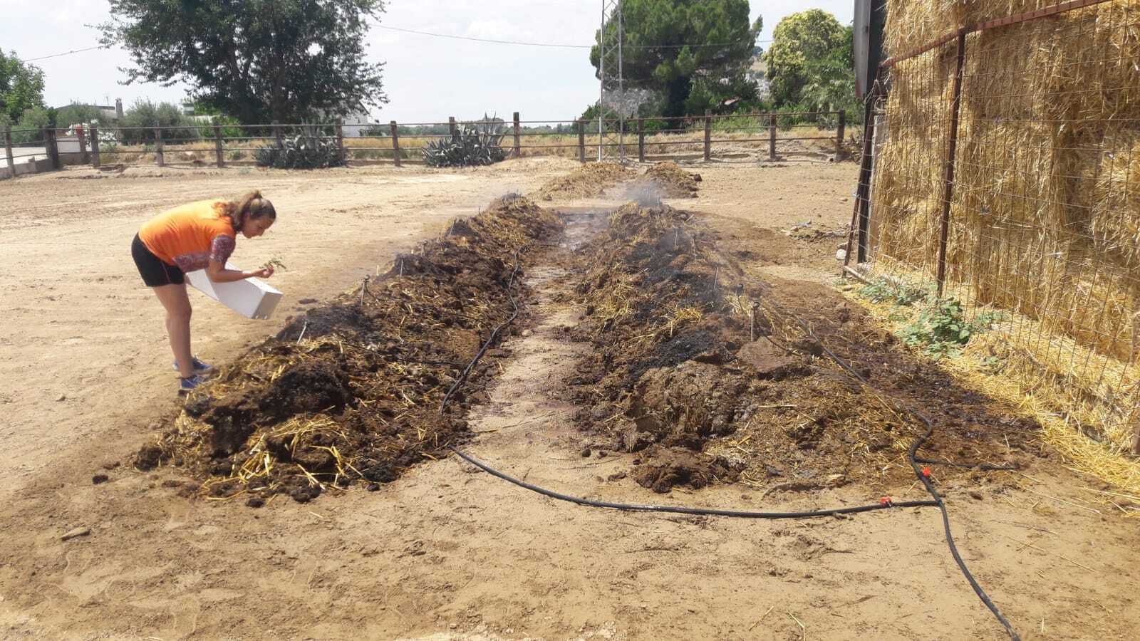 Trabajos experimentales en la granja de lombrices de Almodóvar del Río.
