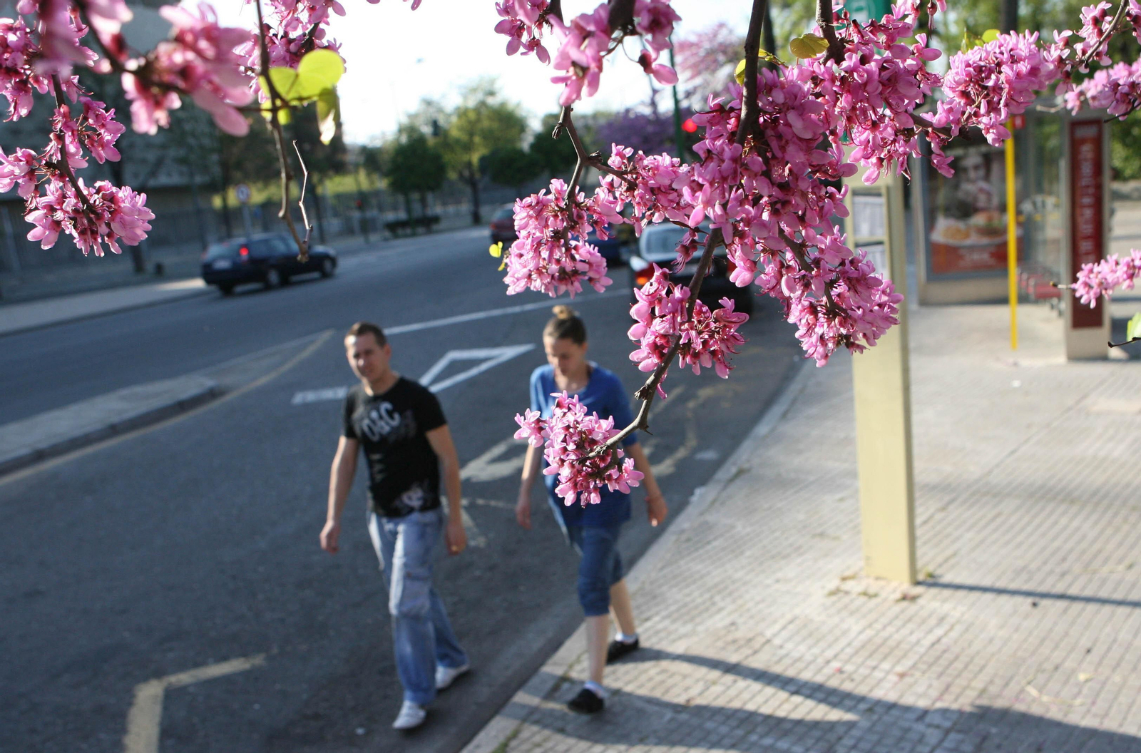 La primavera se presenta dura con altas concentraciones de pólenes