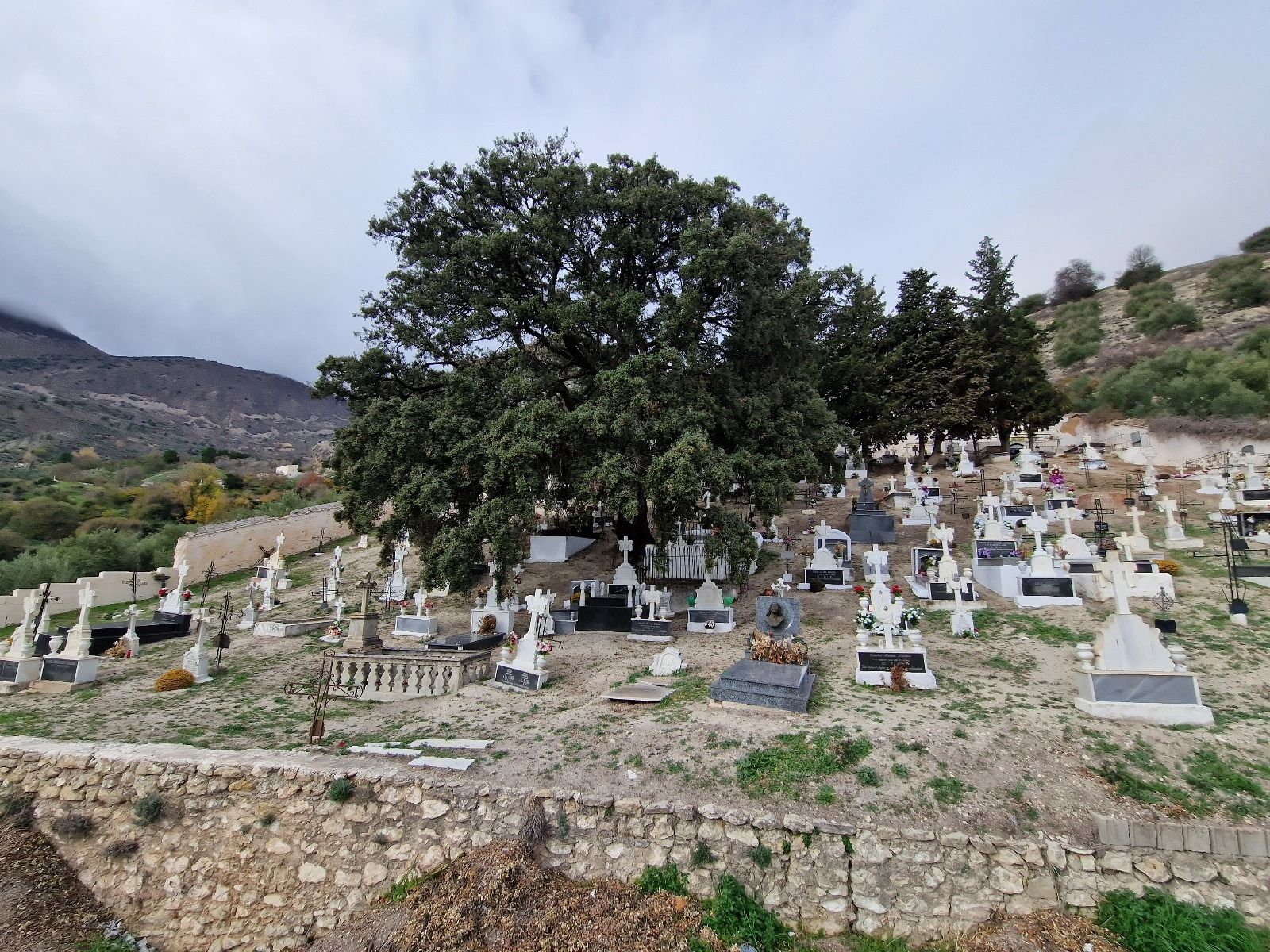 Encina centenaria en el cementerio de Albanchez de Mágina.