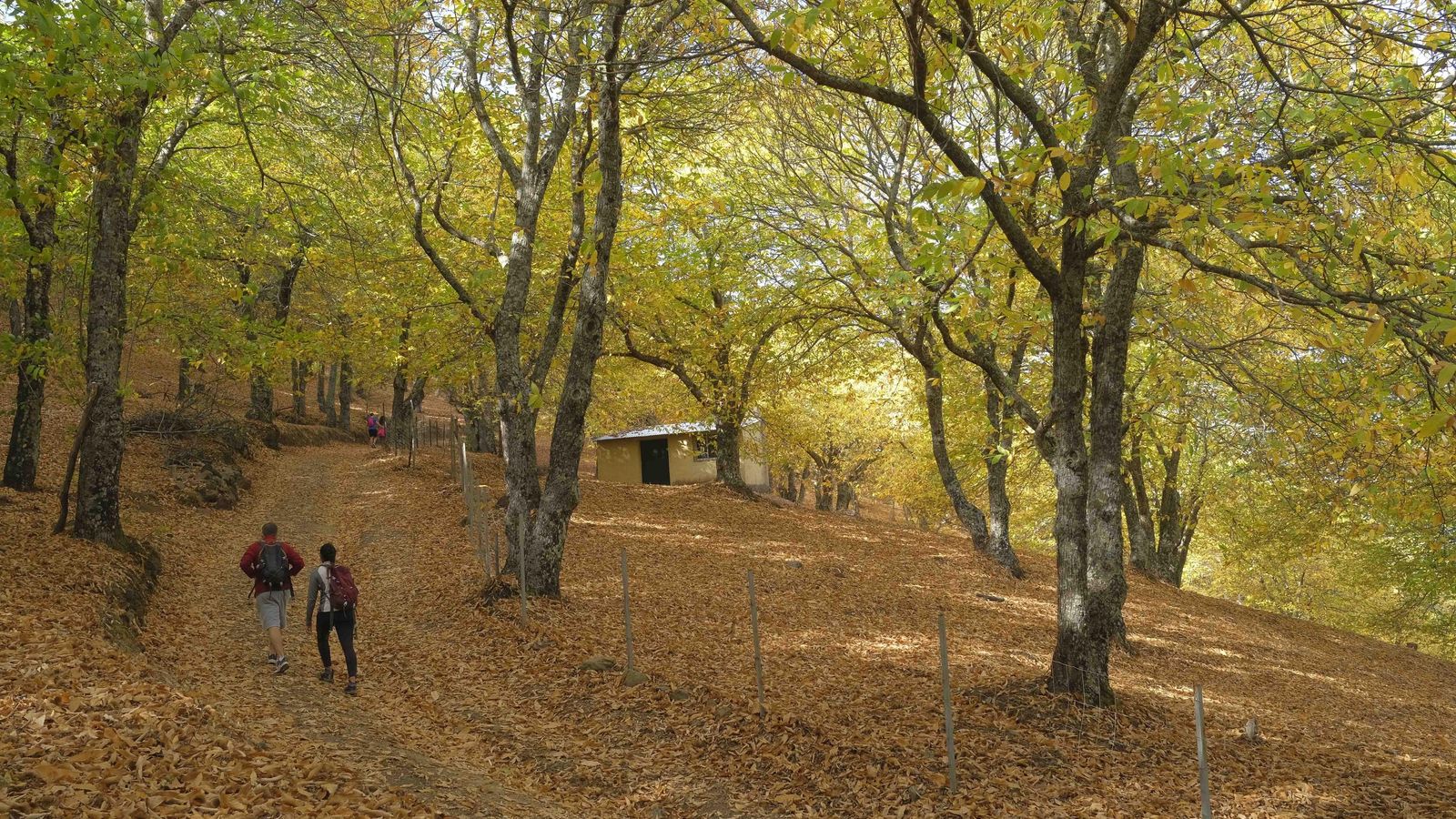 El Bosque de Cobre. El Bosque de Cobre.