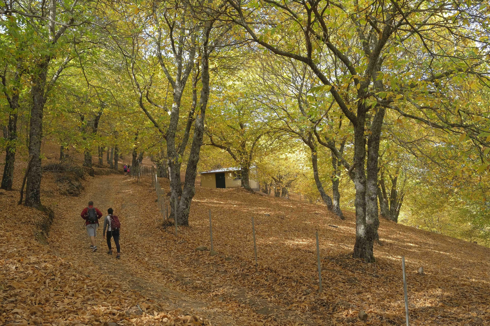 El Bosque de Cobre, en imágenes