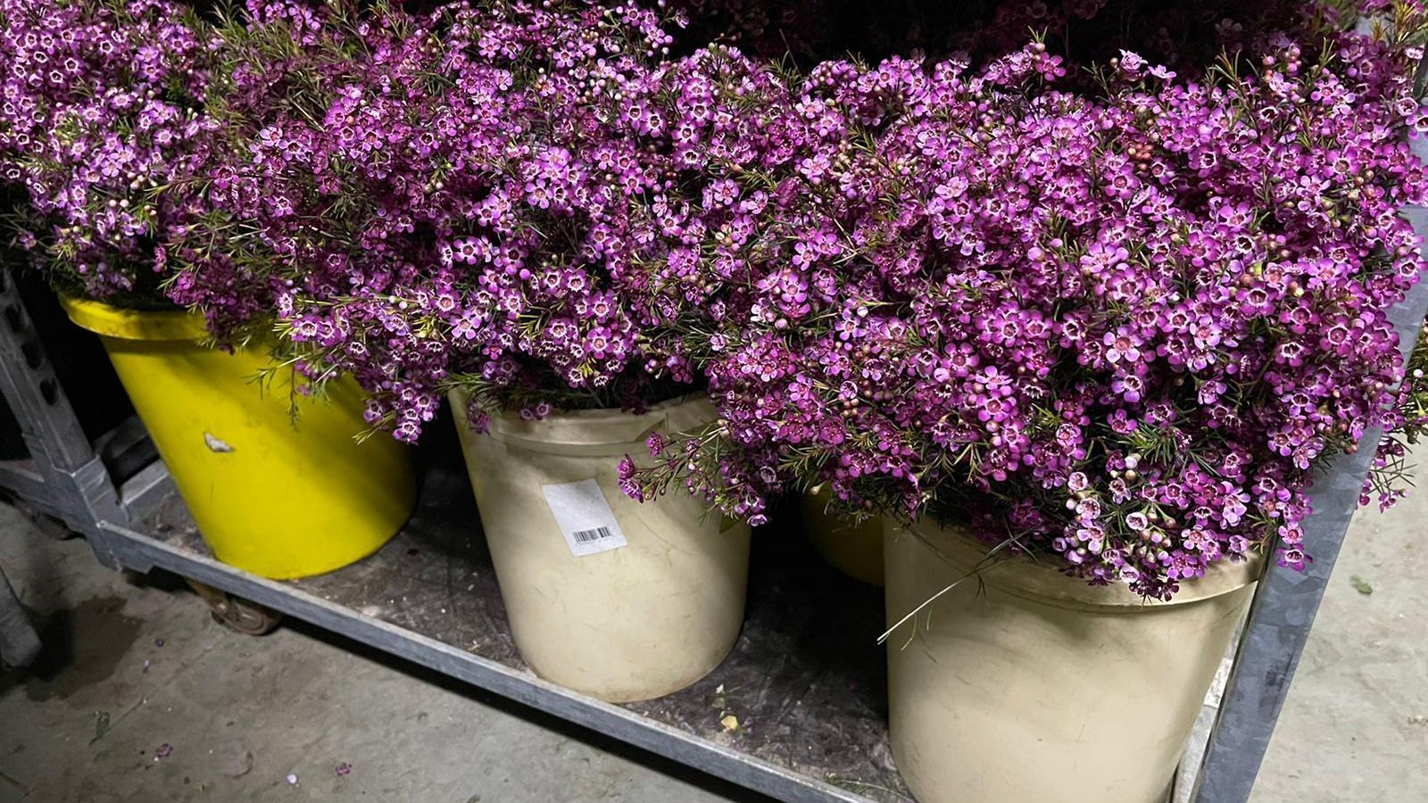 Flores de un productor de la Costa-Noroeste empezando a marchitarse