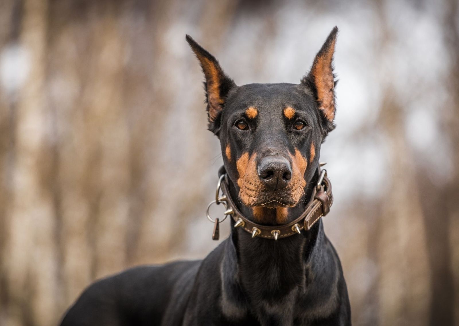 Doberman