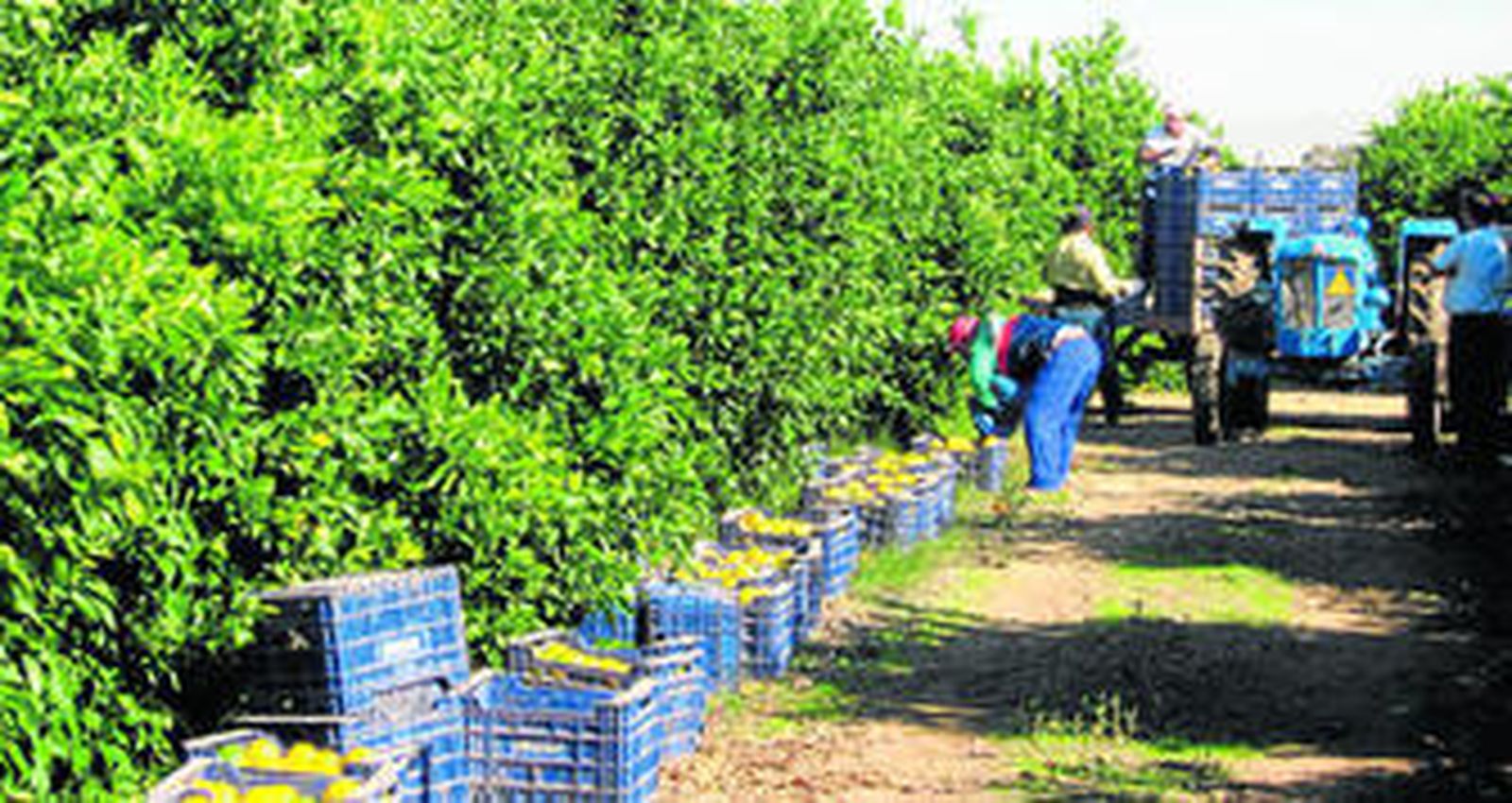 La Algaba, paraíso cítrico