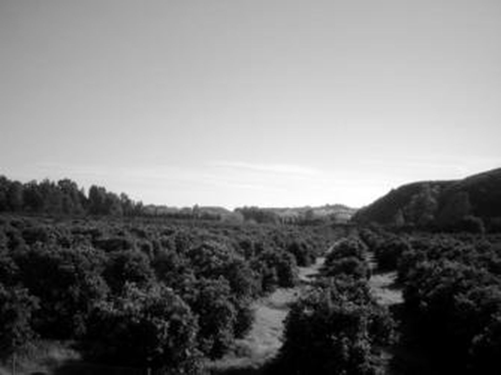 Imagen de archivo de los campos de naranjos del Valle del Guadiaro.