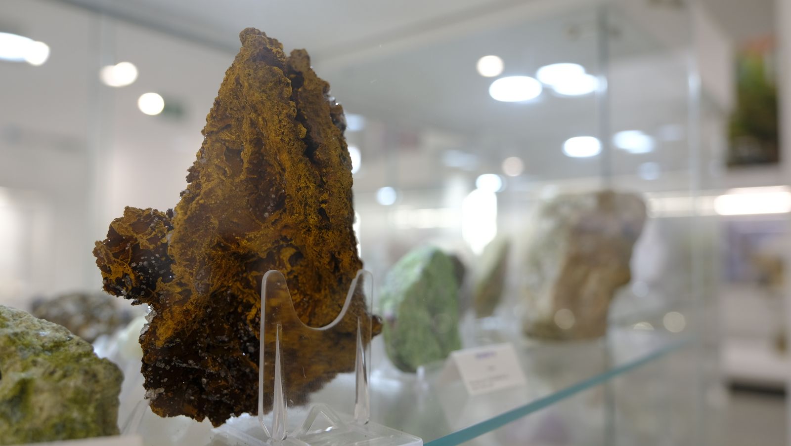 Las mejores imágenes del Pabellón de Historia Natural de la UAL