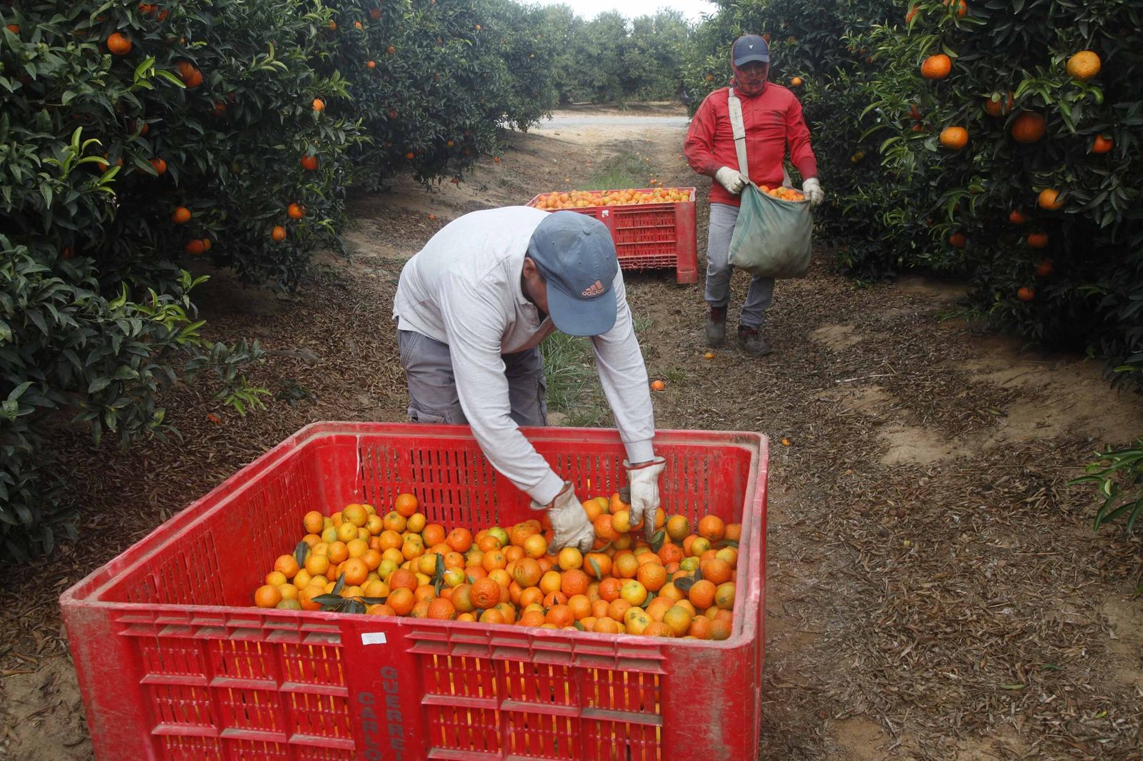 Recolección de cítricos en una finca de la provincia de Huelva.
