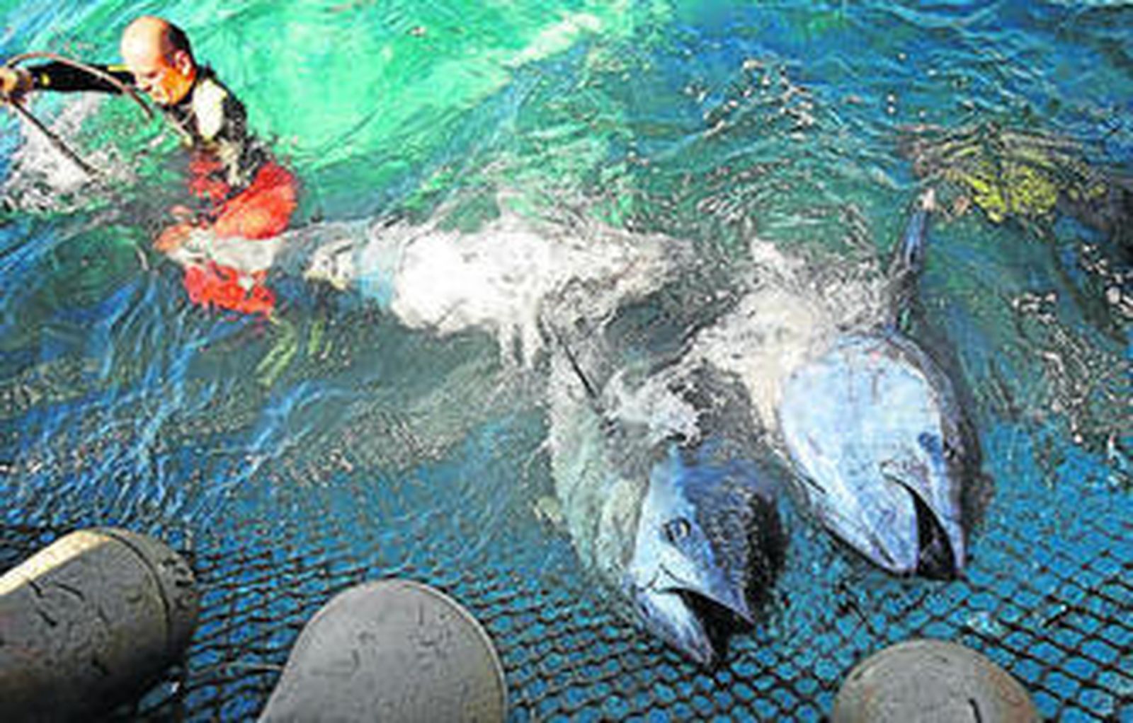 Un copejeador de la almadraba de Barbate preparando dos atunes para ser izados a la embarcación de transporte.
