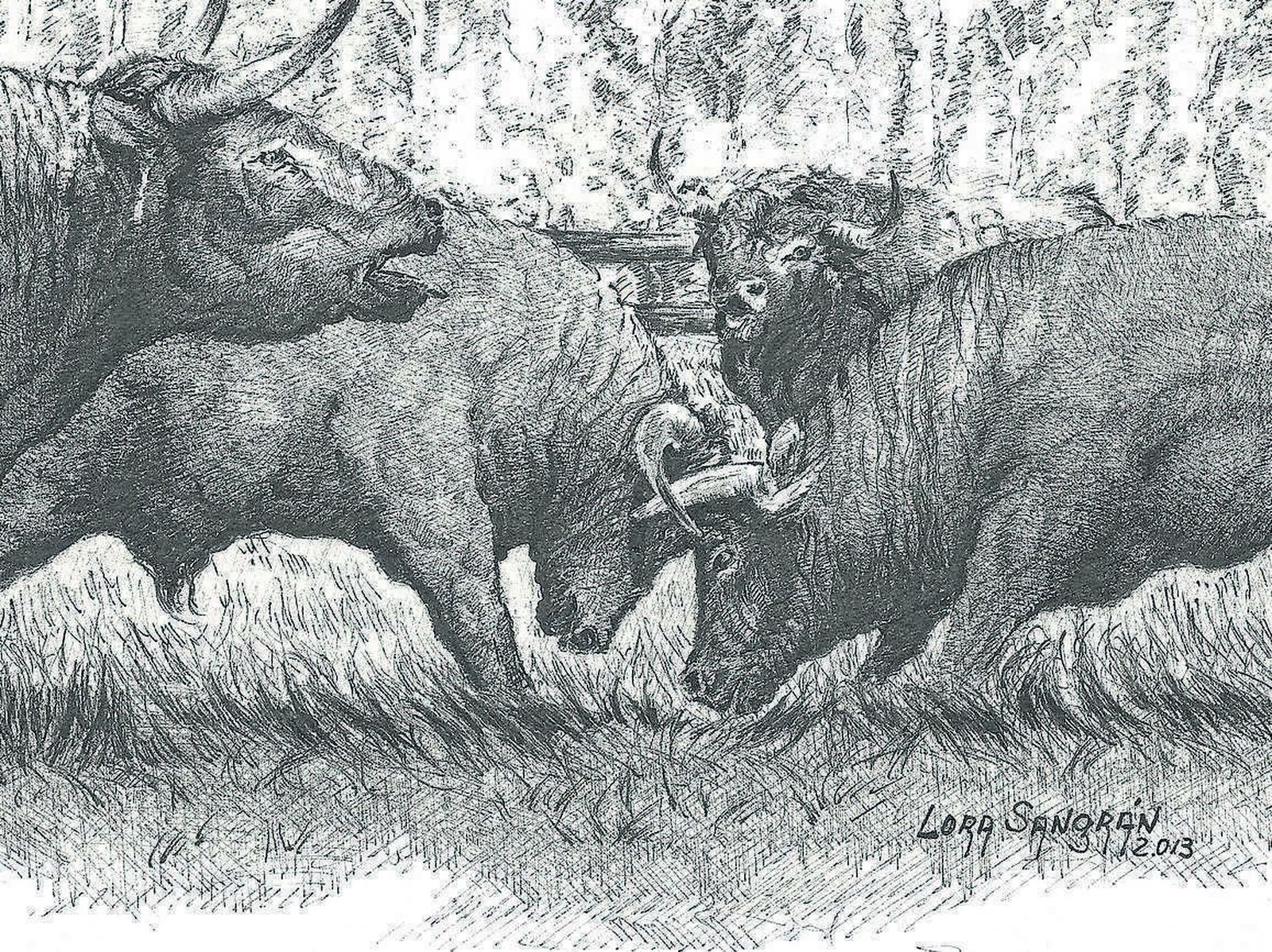 Una pelea de toros, en uno de los dibujos de la exposición