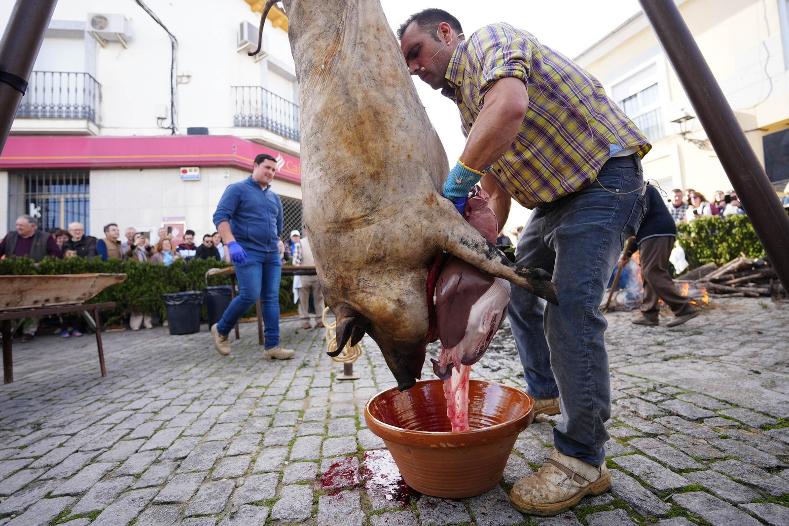 Alcaracejos celebra su Fiesta de la Matanza, en imágenes