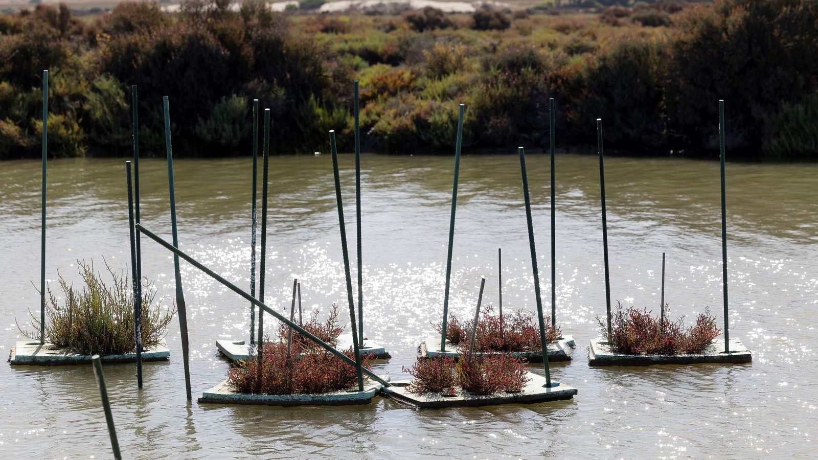 Cultivos de salicornia en agua salina.