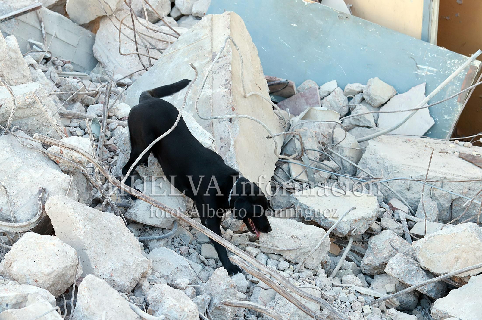 Imágenes del simulacro de los Bomberos de Huelva con la Unidad Canina