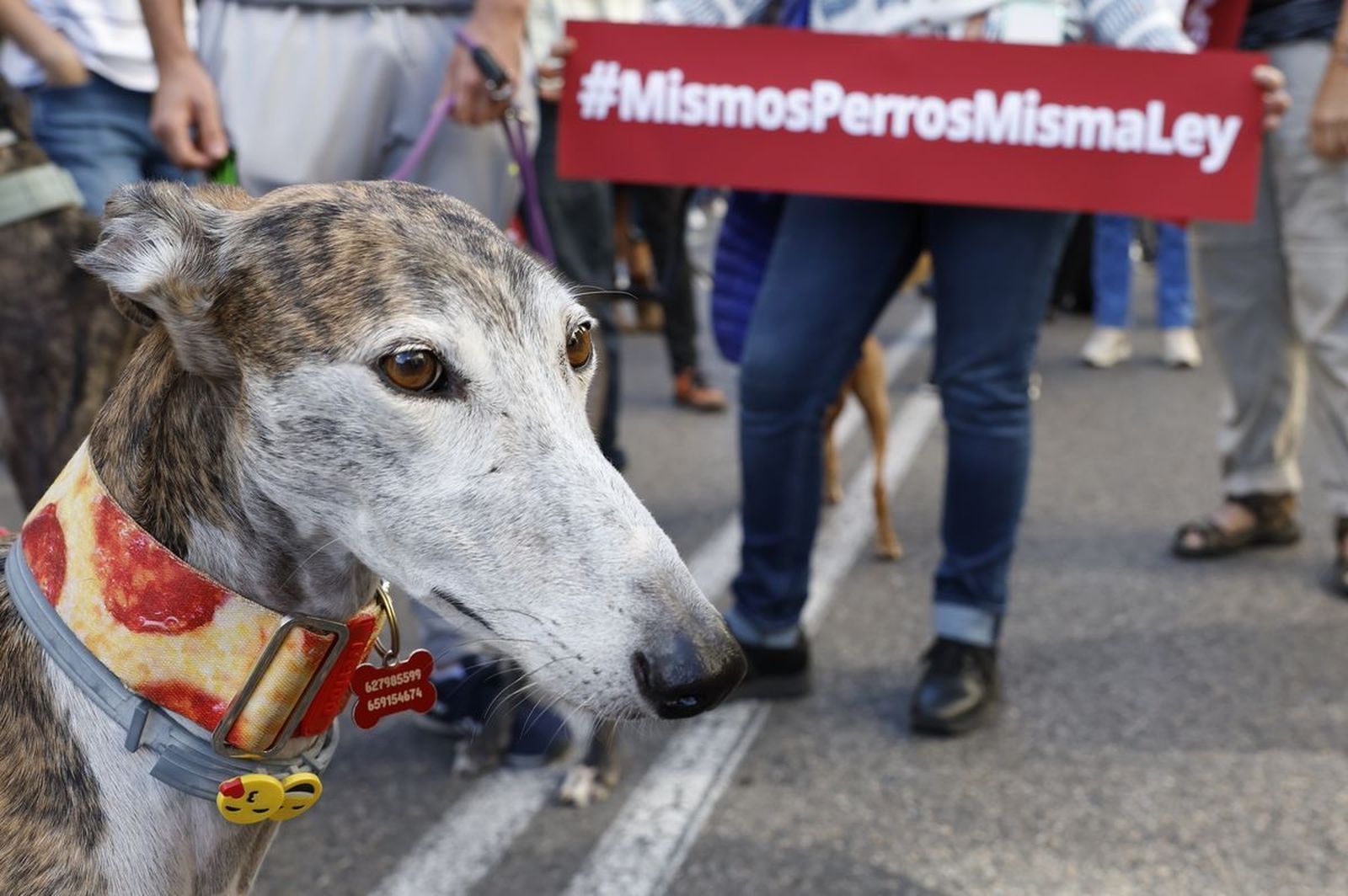 250 personas y sus perros piden al PSOE ante el Congreso que no excluya a los de caza de la Ley de bienestar animal