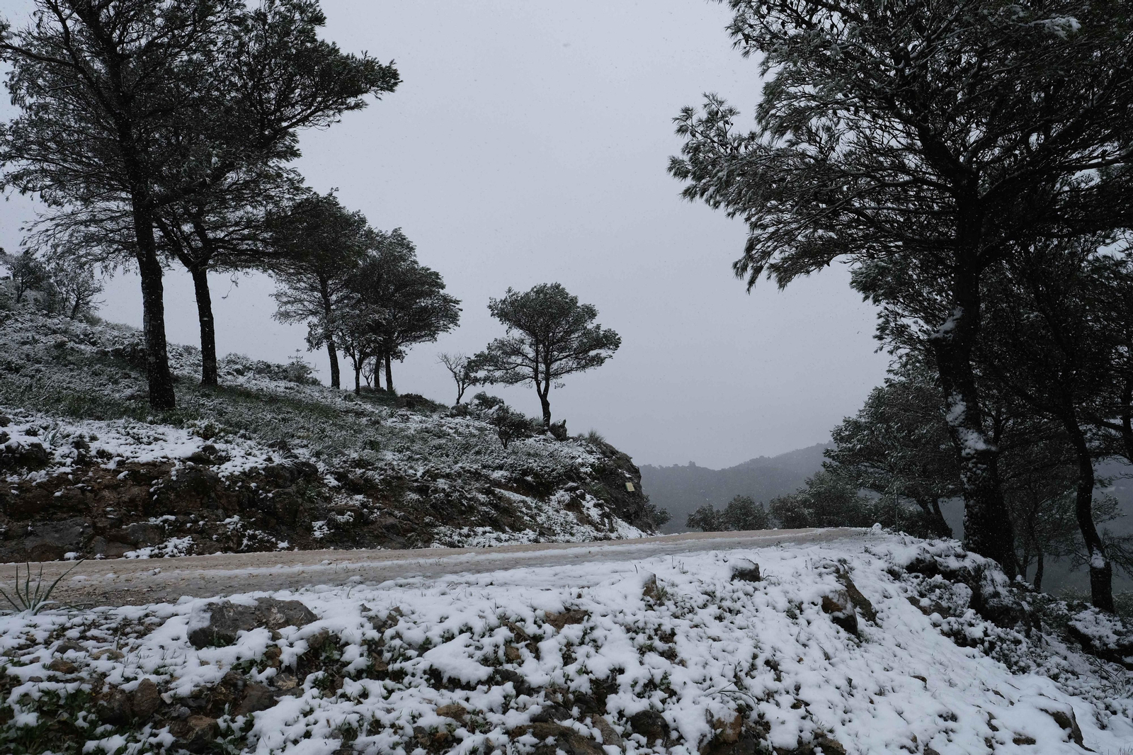 La nueva nevada  en el Parque Nacional Sierra de las Nieves, en fotos