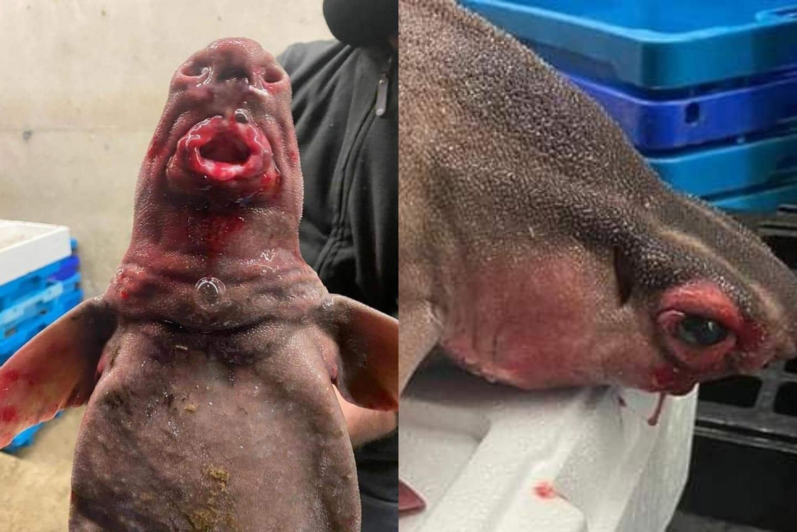 El pez con cara humana aparecido en Huelva