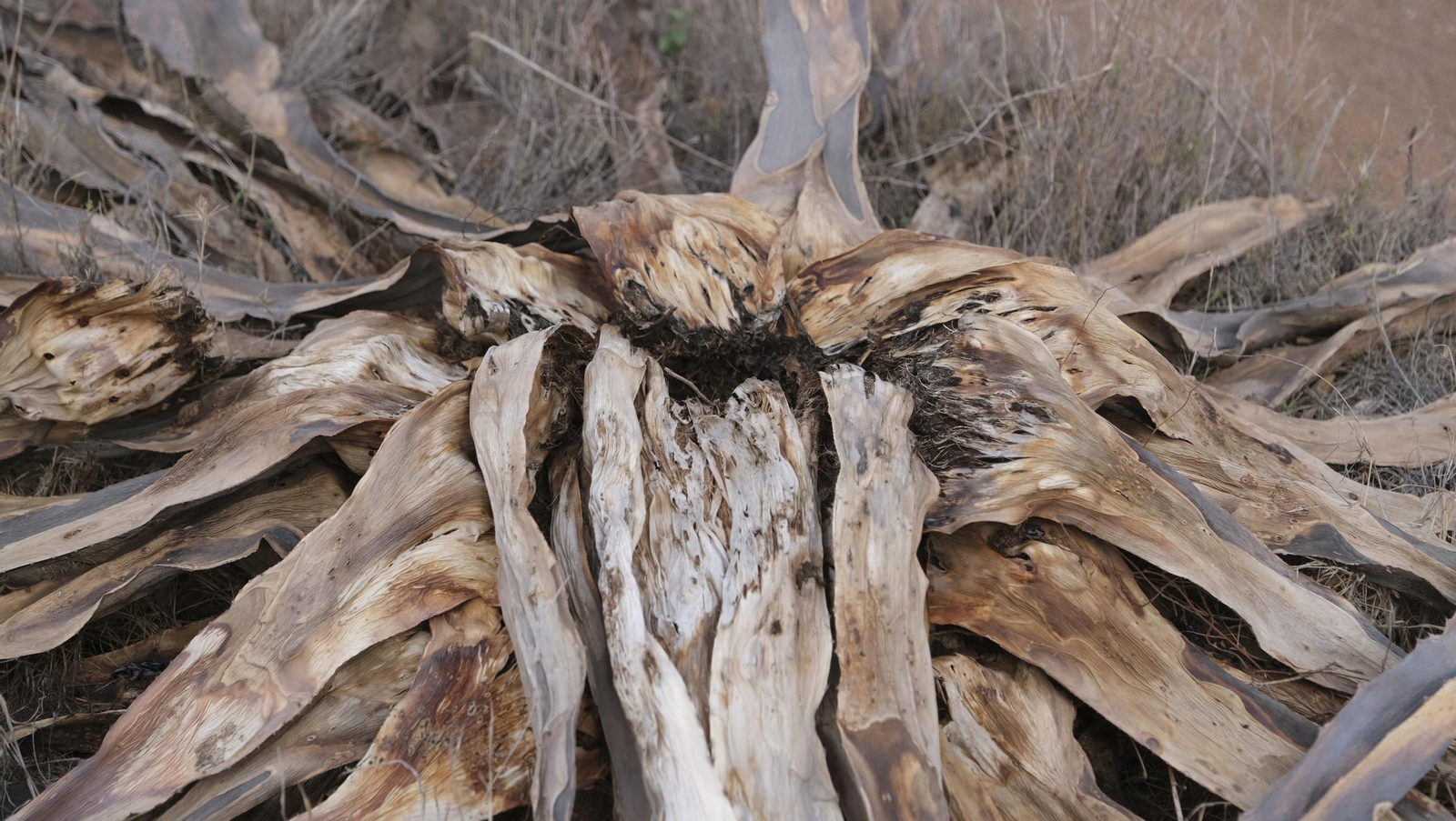Recorrido por el cortijo El Romeral con 1200 cabras celtibéricas, en imágenes