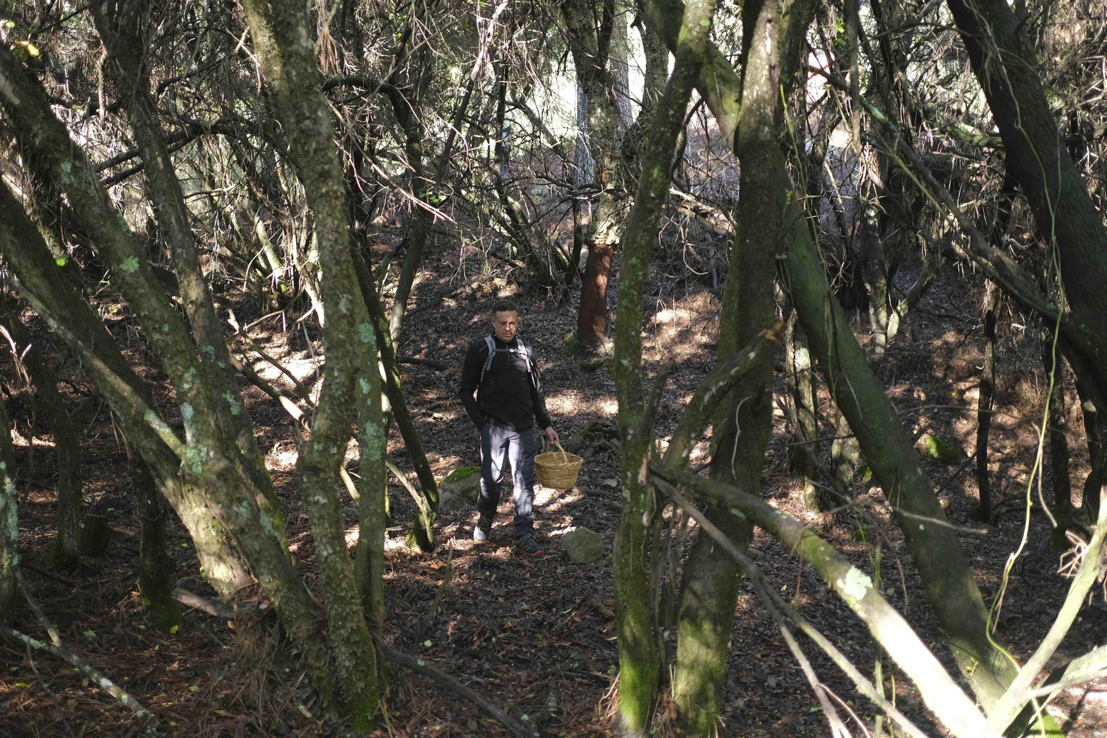 Mocología de la Serranía de Ronda, en fotos.