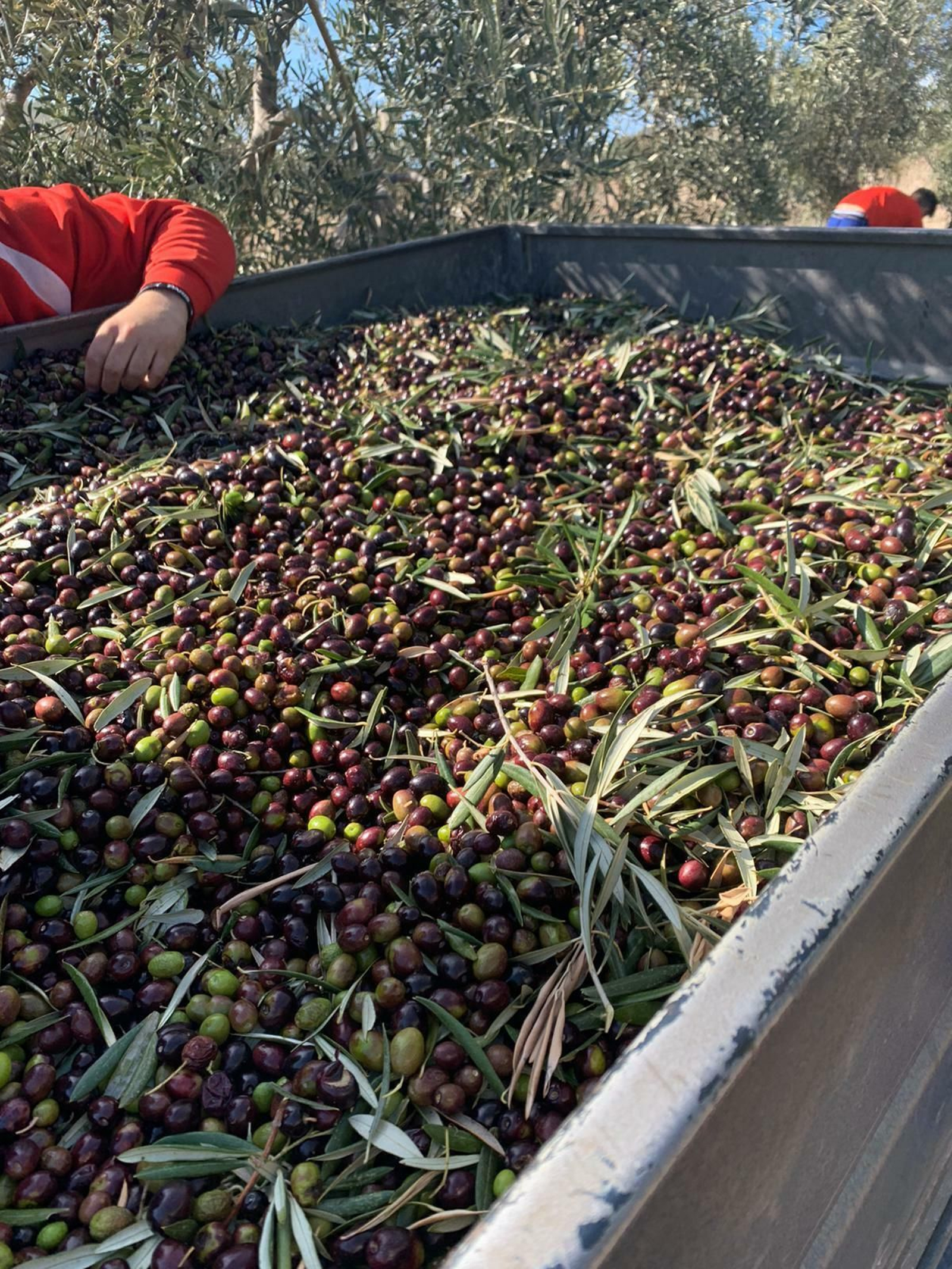 La crisis de los precios, en el origen de las protestas