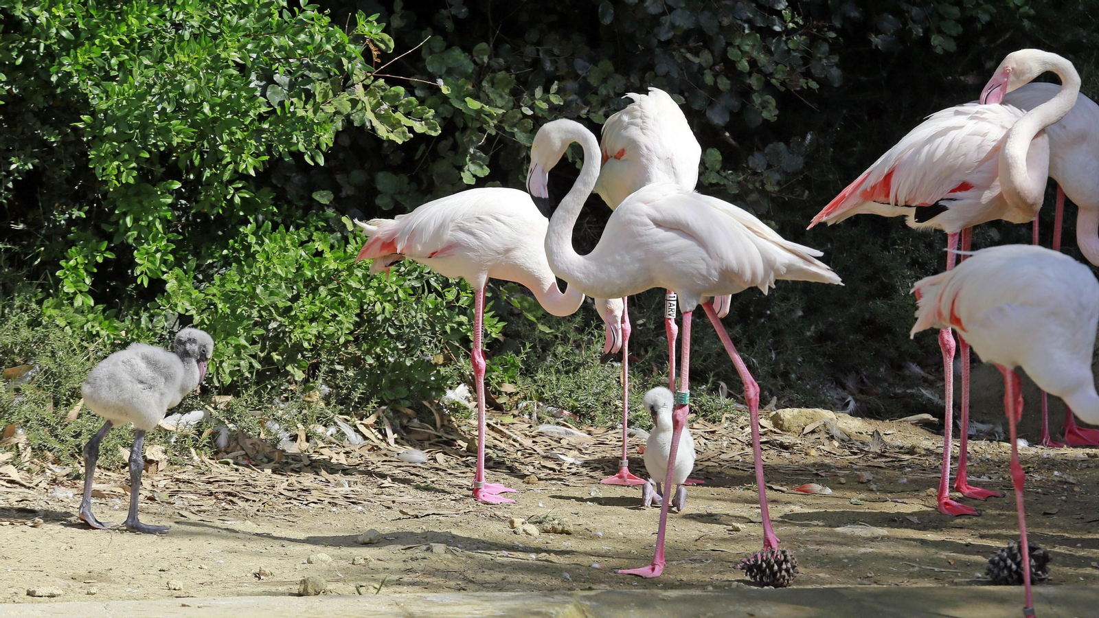Reapertura del Zoo de Jerez