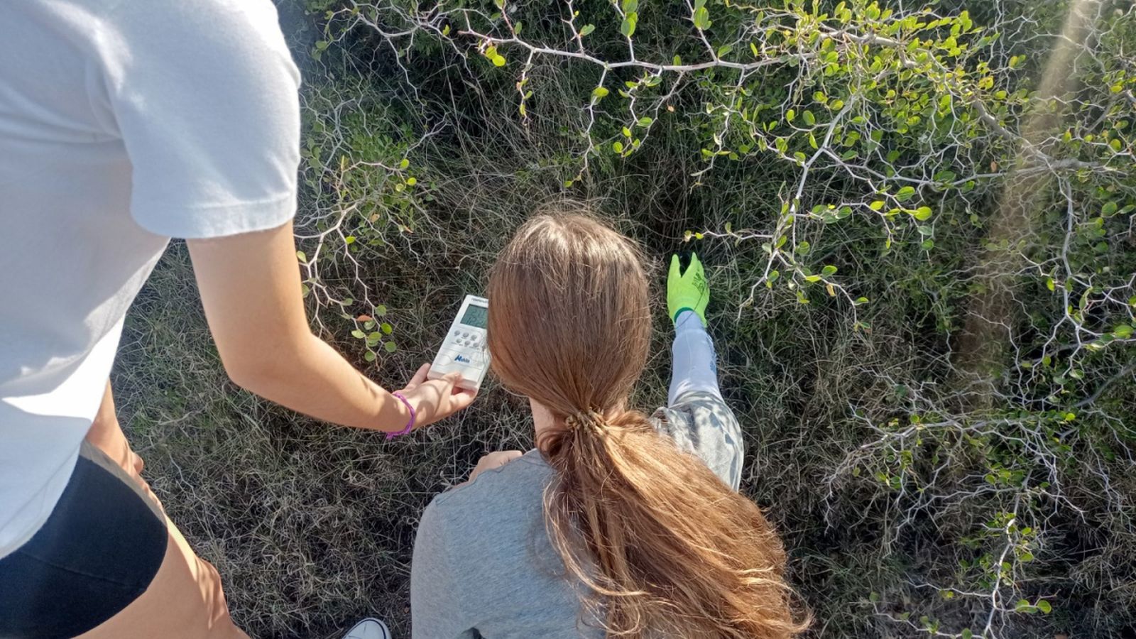 Los escolares del IES Alquian analizando el azufaifo