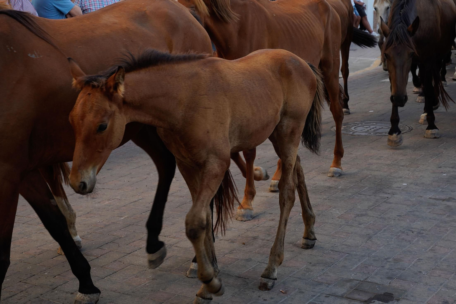 Las imágenes más destacas de la recogida de las yeguas en Hinojos