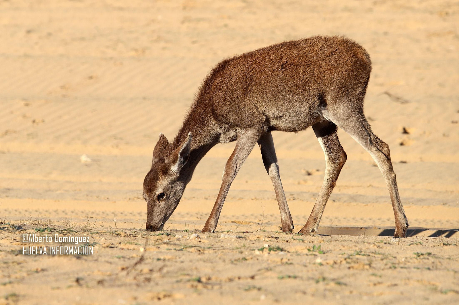 Imágenes de ciervos de Doñana junto a la carretera norte de Matalascañas