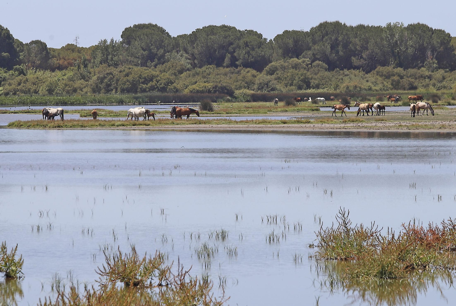 Ambiente en la aldea del Rocío en la jornada del sábado