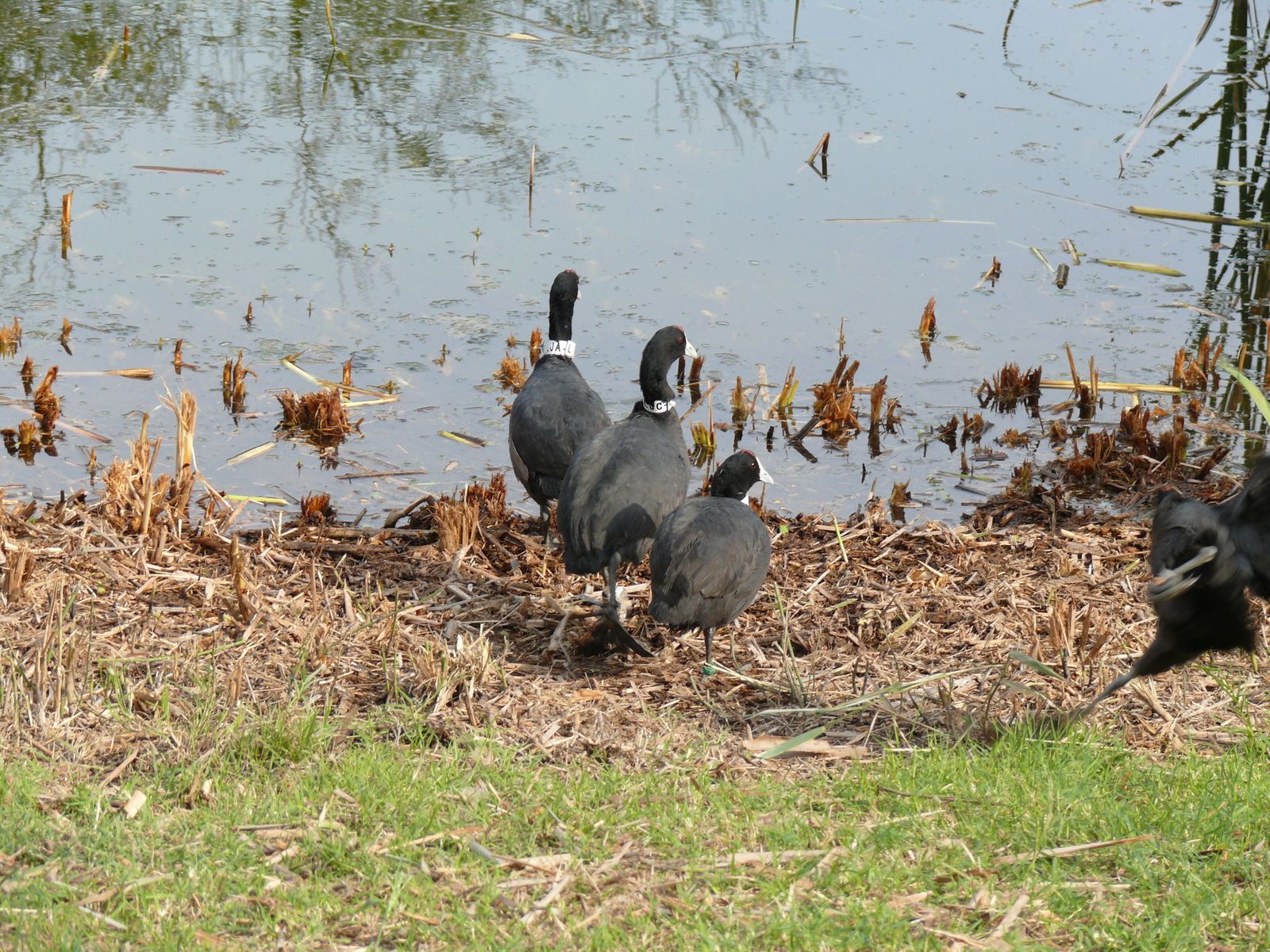 Las imágenes de la suelta de fochas cornudas y porrones pardos