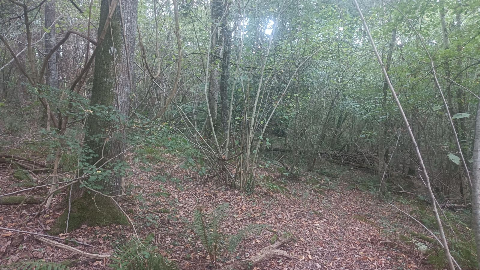 Bosques junto a Saint Pé d'Ardet