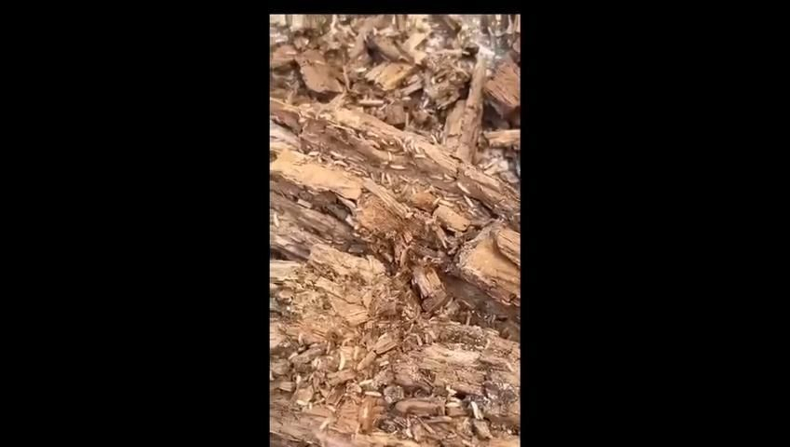 Plaga de termitas en viviendas de Cuevas del Becerro Plaga de termitas en viviendas de Cuevas del Becerro