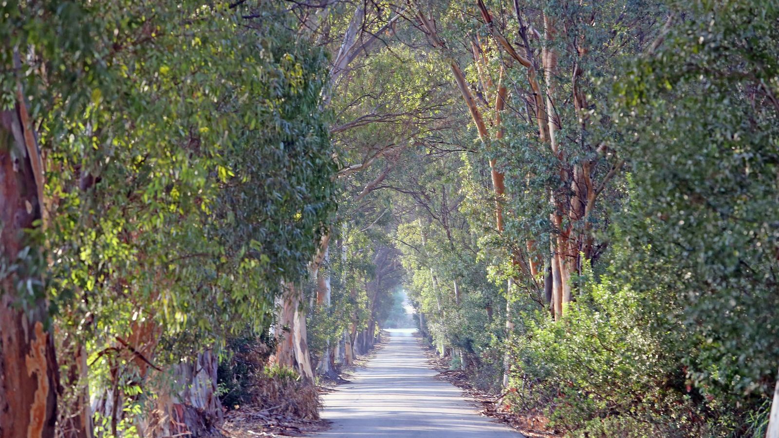 Camino de eucaliptos cerca del Circuito, en Jerez.